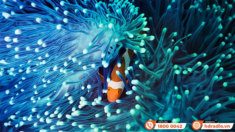 Máy chiếu Viewsonic LX700-4K RGB