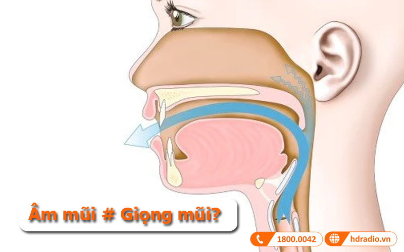 Phân biệt giọng mũi và âm mũi